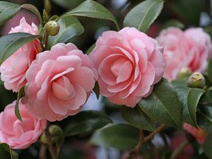 Preview wallpaper camellia, flowers, garden, buds, stems, leaves, close-up