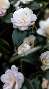 Preview wallpaper camellia, flowers, petals, leaves