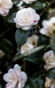 Preview wallpaper camellia, flowers, petals, leaves