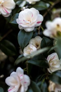 Preview wallpaper camellia, flowers, petals, leaves