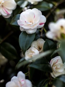 Preview wallpaper camellia, flowers, petals, leaves