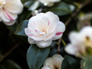 Preview wallpaper camellia, flowers, petals, leaves