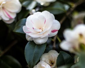 Preview wallpaper camellia, flowers, petals, leaves