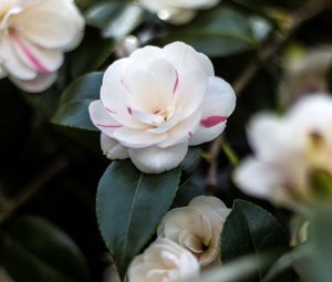 Preview wallpaper camellia, flowers, petals, leaves