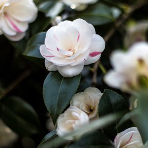 Preview wallpaper camellia, flowers, petals, leaves