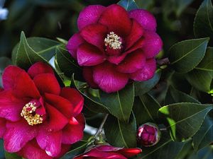 Preview wallpaper camellia, leaves, flowers, branches, bud