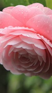 Preview wallpaper camellia, pink, flower, drops, leaves, petals