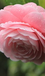 Preview wallpaper camellia, pink, flower, drops, leaves, petals