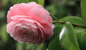 Preview wallpaper camellia, pink, flower, drops, leaves, petals