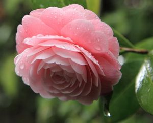 Preview wallpaper camellia, pink, flower, drops, leaves, petals