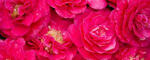 Preview wallpaper camellia, pink, lot, drops, freshness