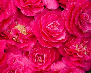 Preview wallpaper camellia, pink, lot, drops, freshness