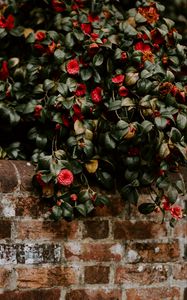 Preview wallpaper camellia, wall, bush, bloom