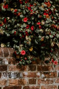 Preview wallpaper camellia, wall, bush, bloom