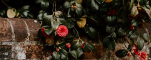 Preview wallpaper camellia, wall, bush, bloom