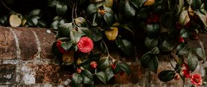 Preview wallpaper camellia, wall, bush, bloom