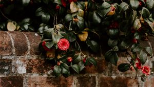 Preview wallpaper camellia, wall, bush, bloom