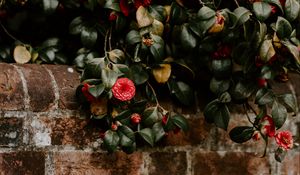 Preview wallpaper camellia, wall, bush, bloom