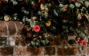 Preview wallpaper camellia, wall, bush, bloom