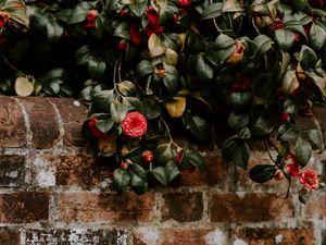 Preview wallpaper camellia, wall, bush, bloom