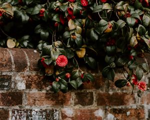 Preview wallpaper camellia, wall, bush, bloom