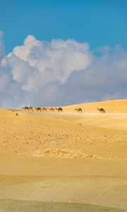 Preview wallpaper camels, animals, desert, sand, clouds, landscape