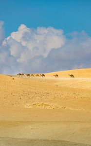 Preview wallpaper camels, animals, desert, sand, clouds, landscape