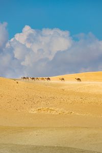 Preview wallpaper camels, animals, desert, sand, clouds, landscape