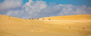 Preview wallpaper camels, animals, desert, sand, clouds, landscape