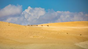 Preview wallpaper camels, animals, desert, sand, clouds, landscape