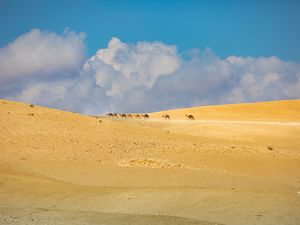 Preview wallpaper camels, animals, desert, sand, clouds, landscape