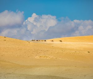 Preview wallpaper camels, animals, desert, sand, clouds, landscape