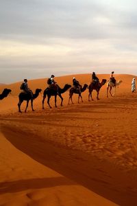 Preview wallpaper camels, caravan, desert, safaris, dune