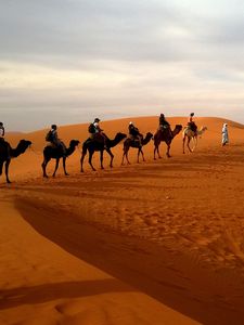 Preview wallpaper camels, caravan, desert, safaris, dune