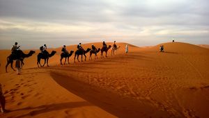 Preview wallpaper camels, caravan, desert, safaris, dune