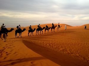 Preview wallpaper camels, caravan, desert, safaris, dune