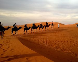 Preview wallpaper camels, caravan, desert, safaris, dune