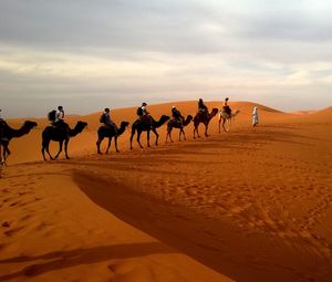 Preview wallpaper camels, caravan, desert, safaris, dune