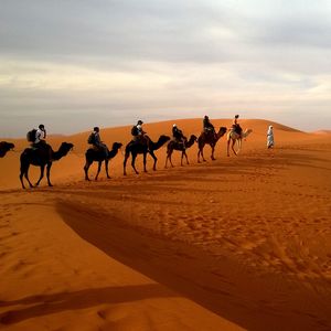 Preview wallpaper camels, caravan, desert, safaris, dune