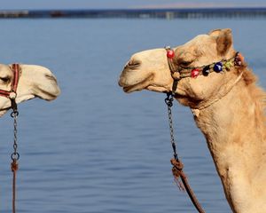 Preview wallpaper camels, couple, team, water