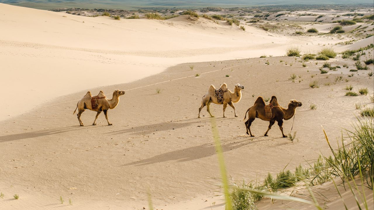 Wallpaper camels, desert, animals, sand, oasis