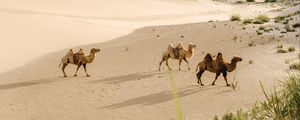 Preview wallpaper camels, desert, animals, sand, oasis