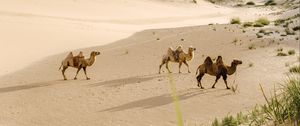 Preview wallpaper camels, desert, animals, sand, oasis