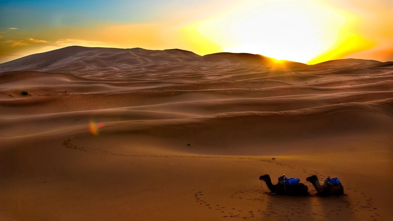 Wallpaper camels, sun, desert, sand, decline, evening, traces