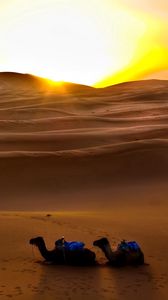 Preview wallpaper camels, sun, desert, sand, decline, evening, traces