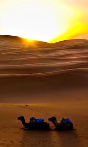 Preview wallpaper camels, sun, desert, sand, decline, evening, traces