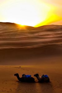 Preview wallpaper camels, sun, desert, sand, decline, evening, traces