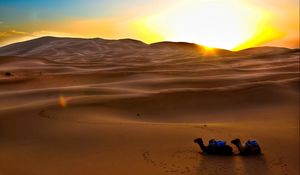 Preview wallpaper camels, sun, desert, sand, decline, evening, traces