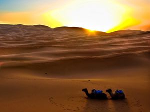 Preview wallpaper camels, sun, desert, sand, decline, evening, traces