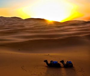 Preview wallpaper camels, sun, desert, sand, decline, evening, traces